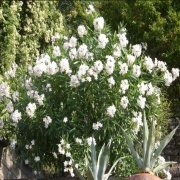 Tüplü Beyaz Çiçekli Zakkum Fidanı (120-180 cm)