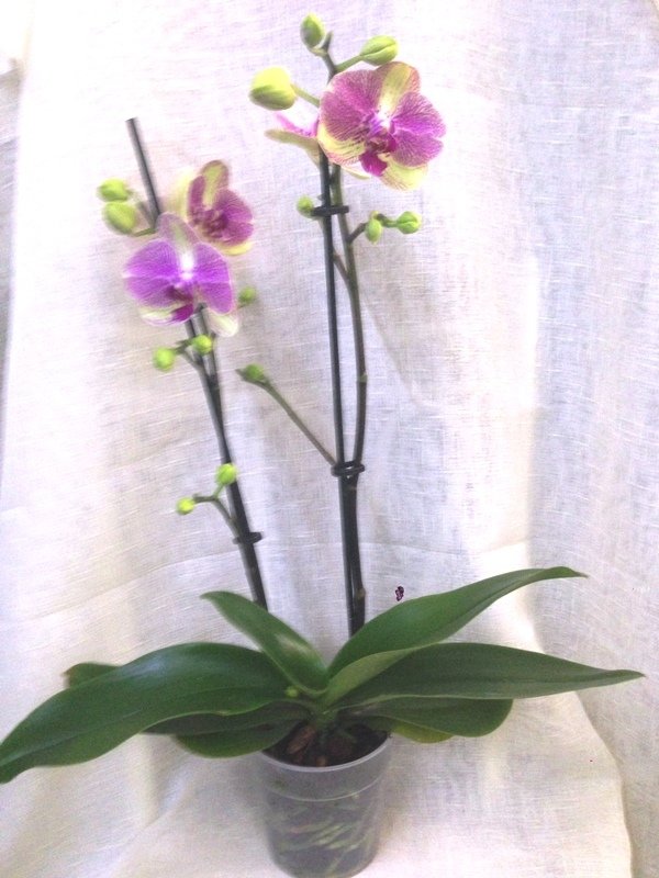 Minyatur Orkide Orkide Siparisi Marmara Cicek