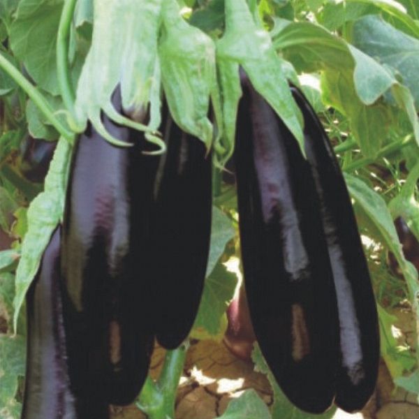 Uygun Fiyata Aydın Siyahı Patlıcan Fidesi Satışı