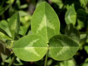 Kirmizi Ucgul Trifolium Tohumu 12 90 Tl