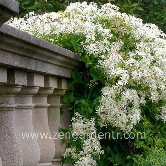 Clematis Terniflora Tohumu 6 90 Tl