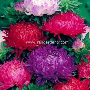 aster margarit papatya tohumu vilmorin aster