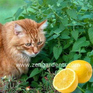 kedi nanesi ne ise yarar