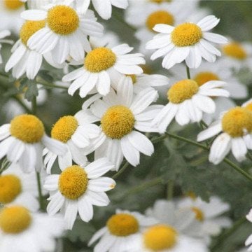 gumusdugme bitkisi tohumu tanacetum parthenium feverfew