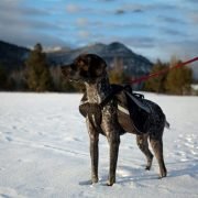 Kopek Tasima Sirt Cantasi Modelleri Ve Fiyatlari Petza