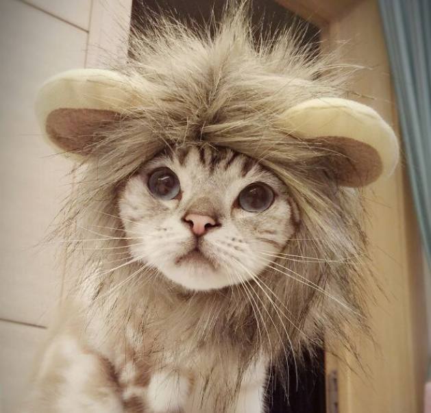 Aslan Kedi Şapkası Petza