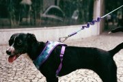 Zee Dog Barracuda Mesh Kopek Gogus Tasmasi Petza