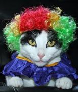 kedi peruk punk kedi peruk