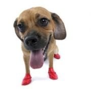 Kopek Galosu Pawz Small Kirmizi Petza