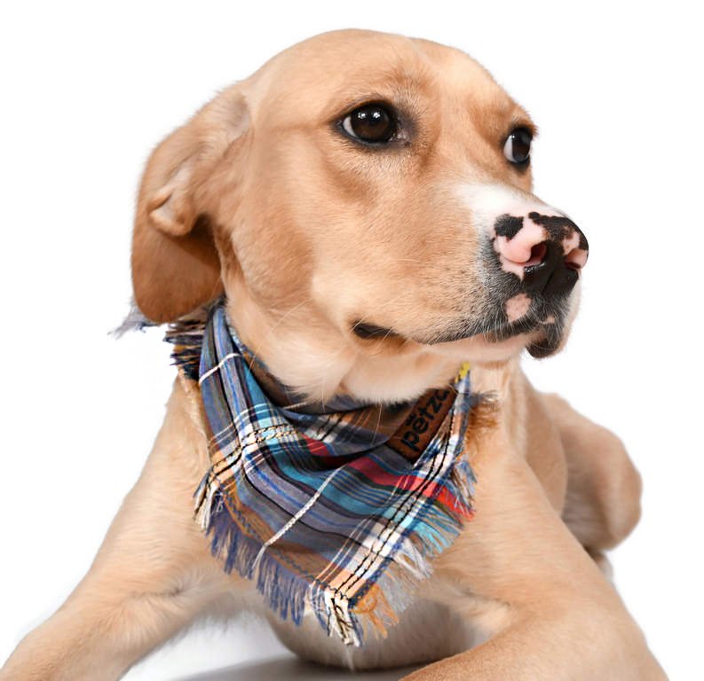 Kopek Bandana Monda Petza