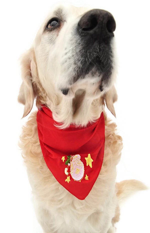 Kopek Bandana Morgat Petza